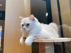 -瞄一喵猫咖(格力海岸店)