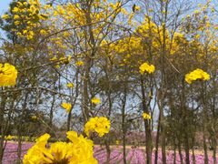 -天适樱花悠乐园