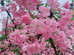-上海滨江森林公园