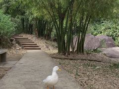 -广州白江湖森林公园