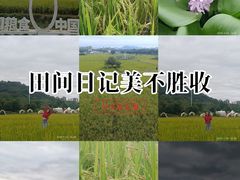 -艾米稻香小镇