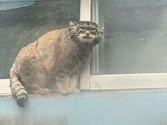 -青藏高原野生动物园