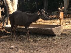 -清迈夜间动物园