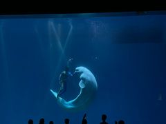 -芜湖新华联大白鲸海洋公园