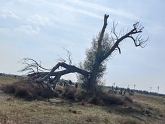 -敕勒川草原文化旅游区