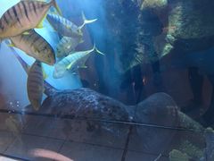 -迪拜水族馆及水下动物园