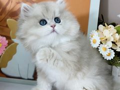-小猫来了·猫舍(红山六九七九店)