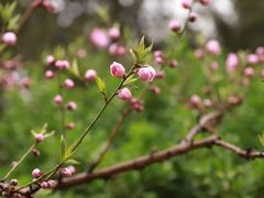 -海棠花溪(元大都城垣遗址公园)