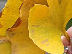 -皇粮浜湿地公园