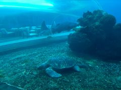 -海棠湾洲际-涛·海底餐厅·美人鱼·自助餐·海底隧道