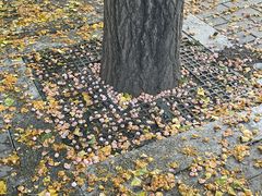 -三里屯东五街银杏大道