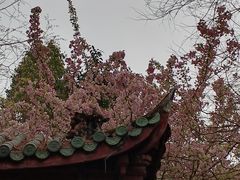 -棠湖公园