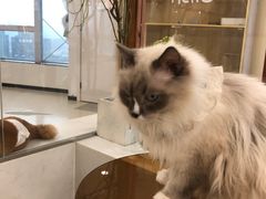 -共舞时光猫咖·狗咖(新街口店)