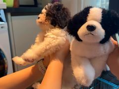 -翊宠yipet猫狗购宠庄园犬舍•猫舍