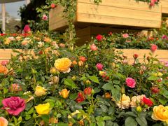 -人民公园(罗湖区)