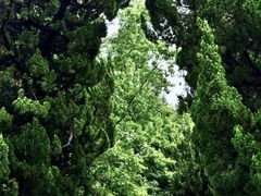 -上海共青森林公园