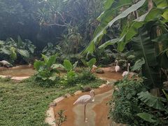 -海南热带野生动植物园
