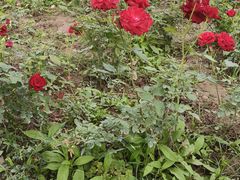 -汉长安城未央宫国家考古遗址公园