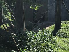 -都江堰中华大熊猫苑