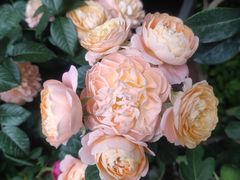 -青石桥花鸟鱼虫市场(叠翠城店)