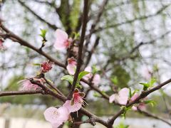 -盘龙城国家考古遗址公园