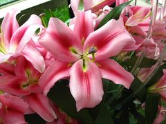 -上海鲜花港