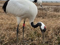-盐城丹顶鹤湿地生态旅游区