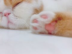 -飞行喵MR PILOT|猫舍·猫咖(静安大融城店)