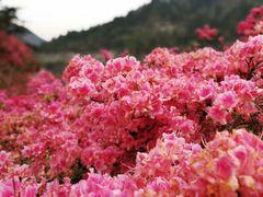 -木兰云雾山
