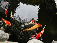 -鲤院·新中式美学·庭院餐厅(夫子庙店)