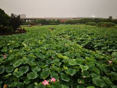 -荷塘月色湿地公园·向阳花洲