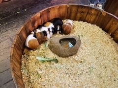 -正佳雨林生态植物园