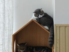 -Catmate·猫肥家润(金润铂宫店)