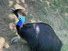-西霞口神雕山野生动物世界