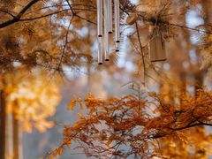 -黄海国家森林公园