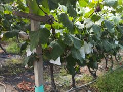 -马陆小张葡萄园农家乐