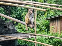 -西双版纳原始森林公园