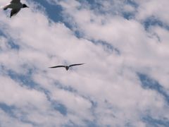 -人民防洪胜利纪念塔