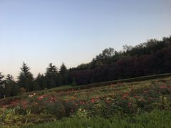 -秦始皇帝陵博物院-丽山园