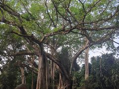 -瑞丽独树成林风景区