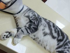 -艾贝尔宠物医院 ·内科全科(梁溪路店)
