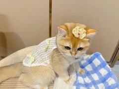 -lincat·猫舍(广州店)