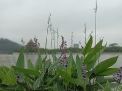 -顺峰山公园