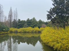 -上海滨江森林公园