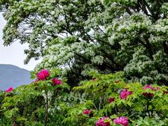 -国家植物园南园