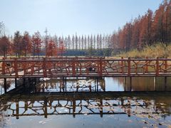 -黄海国家森林公园