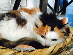 -Anne猫窝咖啡屋
