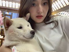 -豆柴町-柴犬主题狗咖(红鼎国际C座店)