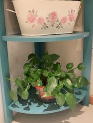 -薇兰专业脱毛连锁机构