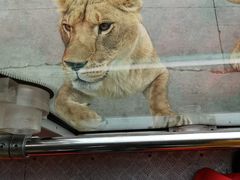 -西安秦岭野生动物园